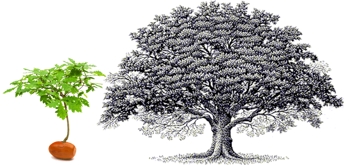Древо рымин слушать. Дерево Древо. Дерево для генеалогического древа. Красивое дерево для родословной. Рисунок дерева для генеалогического дерева.